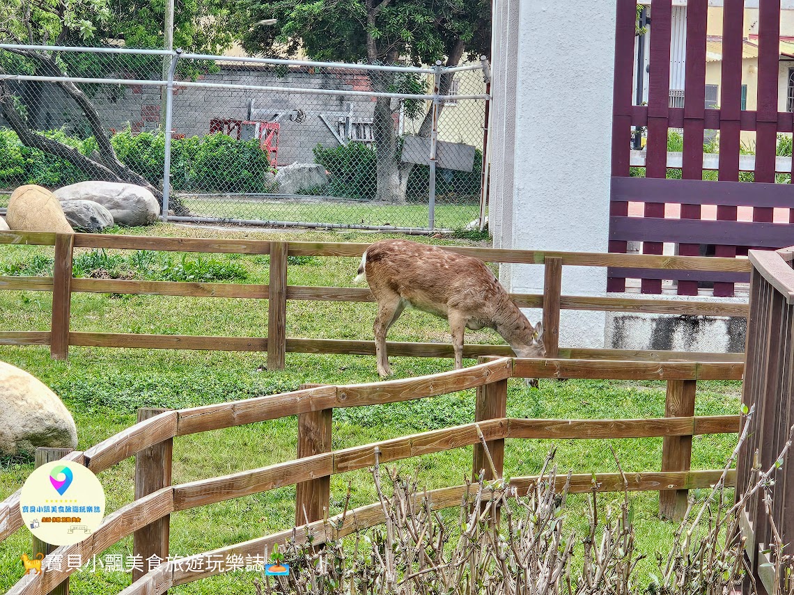 鹿港獨特景點推薦！免費觀賞梅花鹿，飯後漫步與大自然完美結合！