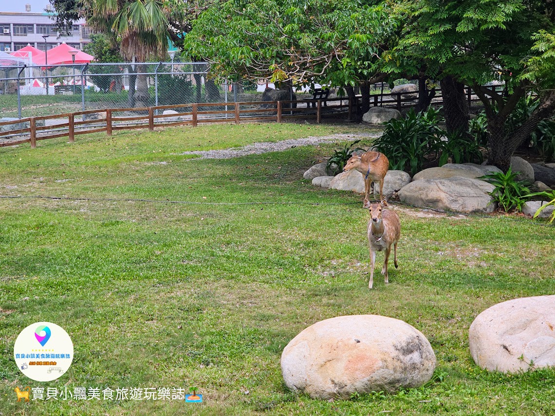 鹿港獨特景點推薦！免費觀賞梅花鹿，飯後漫步與大自然完美結合！