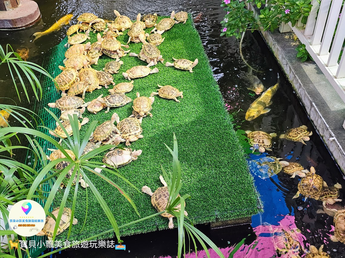 嘉義縣三隻小豬觀光農場親子放電首選，動物種類豐富的童話主題樂園！