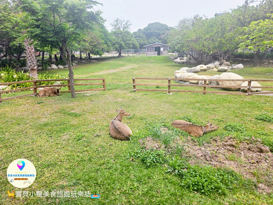 鹿港獨特景點推薦！免費觀賞梅花鹿，飯後漫步與大自然完美結合！