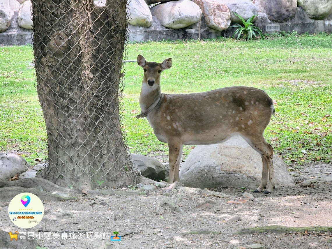 鹿港獨特景點推薦！免費觀賞梅花鹿，飯後漫步與大自然完美結合！