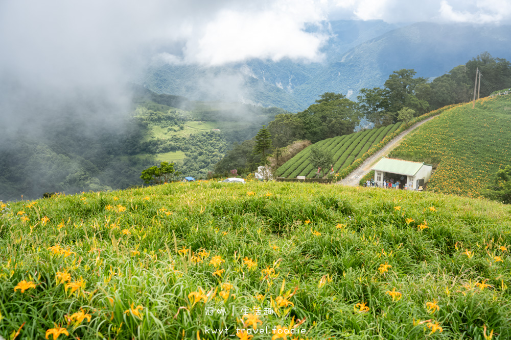 台東太麻里金針花季賞花攻略，搭乘太麻里賞花專車，悠遊太麻里金針花季賞花路線，每年暑假限定的太麻里旅遊景點 – 冠婷生活趣