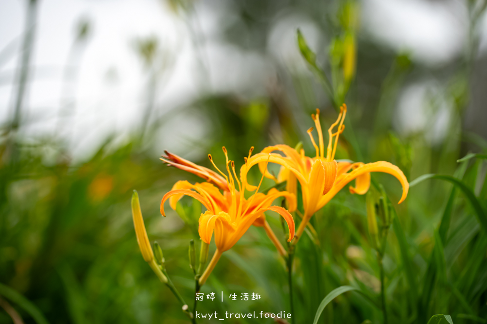 台東太麻里金針花季賞花攻略，搭乘太麻里賞花專車，悠遊太麻里金針花季賞花路線，每年暑假限定的太麻里旅遊景點 – 冠婷生活趣