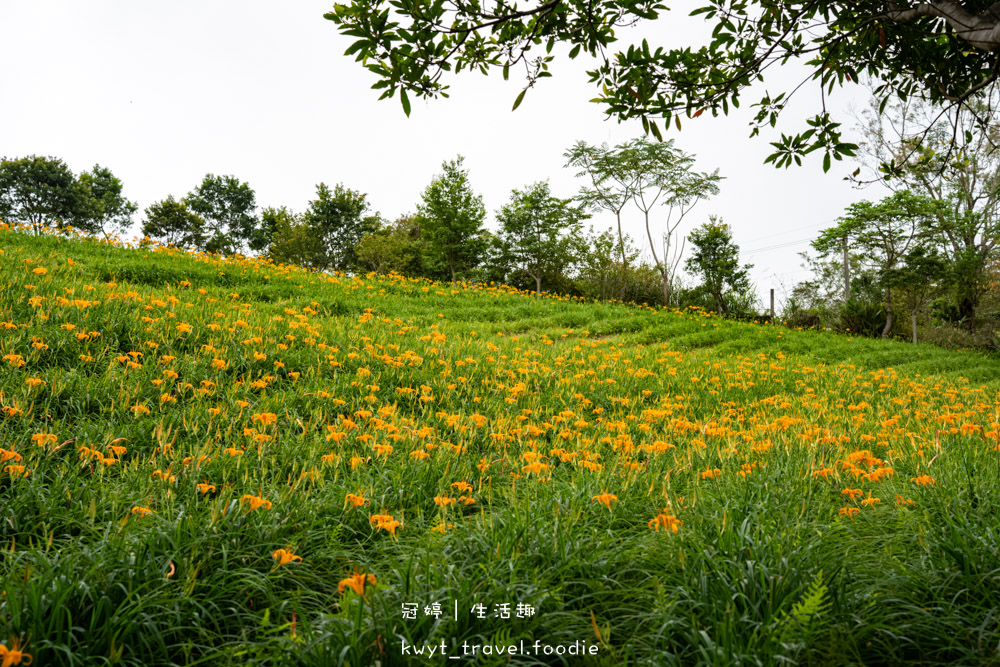 台東太麻里金針花季賞花攻略，搭乘太麻里賞花專車，悠遊太麻里金針花季賞花路線，每年暑假限定的太麻里旅遊景點 – 冠婷生活趣