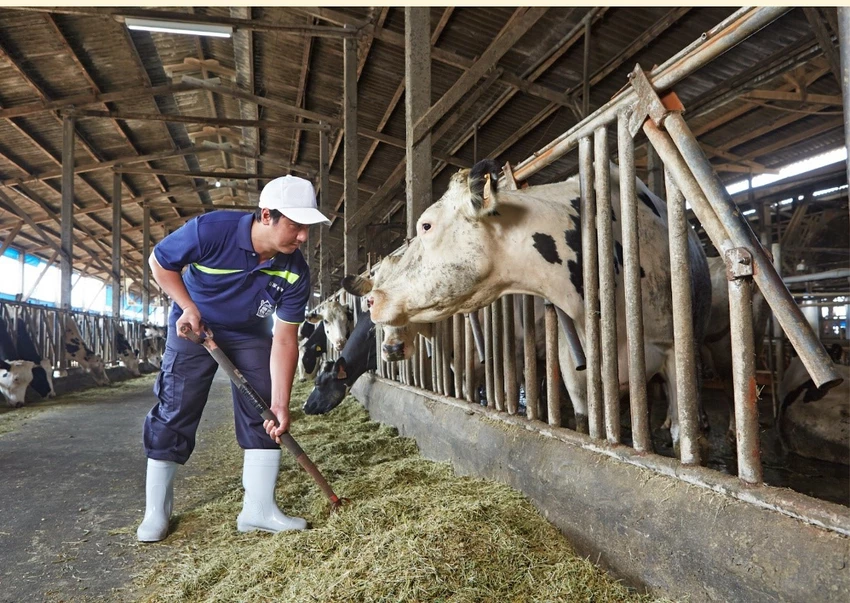 台南市新市區全聯鮮乳推薦【六甲田莊】一瓶用心的牧場靈魂