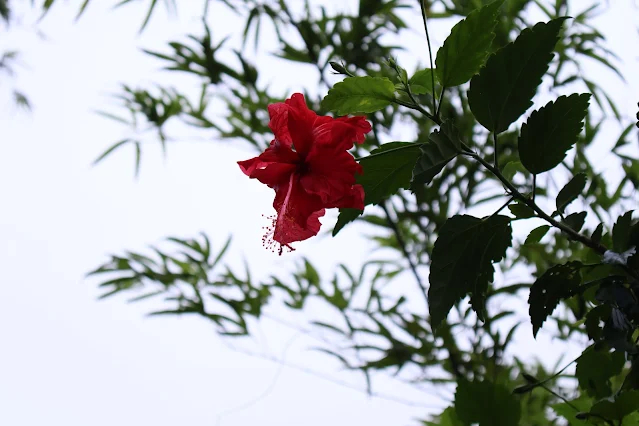 奮起湖老街 (阿里山國家風景區) - 朱槿