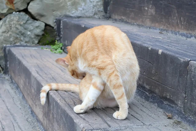 奮起湖老街 (阿里山國家風景區)  - 林鐵宿舍群 - 橘貓 - 虎斑貓