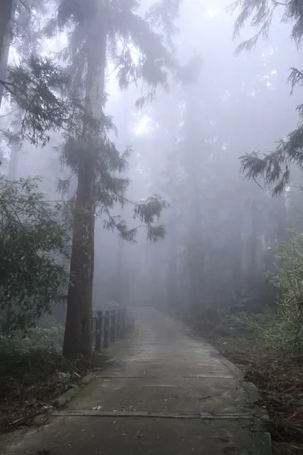 奮起湖老街 (阿里山國家風景區) - 肖楠木步道