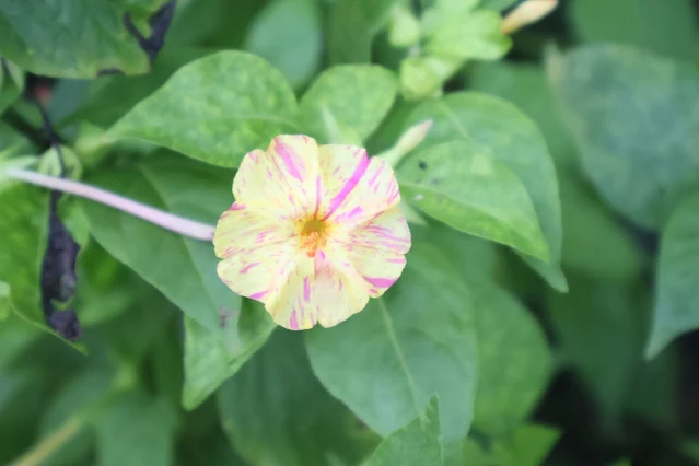 奮起湖老街 (阿里山國家風景區) - 紫茉莉