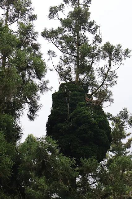 奮起湖老街 (阿里山國家風景區)