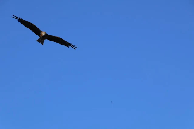 東北角暨宜蘭海岸國家風景區 - 深澳漁港 - 老鷹 東北角暨宜蘭海岸國家風景區 - 深澳漁港 - 老鷹