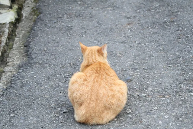 奮起湖老街 (阿里山國家風景區)  - 林鐵宿舍群 - 橘貓 - 虎斑貓