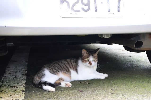奮起湖老街 (阿里山國家風景區)  - 林鐵宿舍群 - 虎斑貓