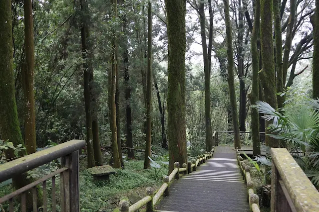 奮起湖老街 (阿里山國家風景區) - 百年肖楠木林