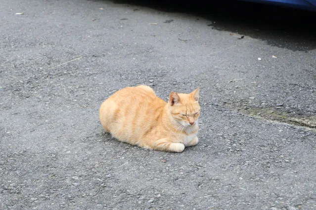 奮起湖老街 (阿里山國家風景區)  - 林鐵宿舍群 - 橘貓 - 虎斑貓