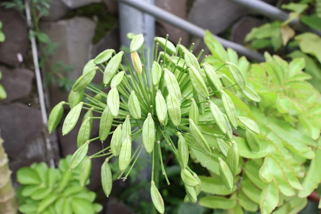 奮起湖老街 (阿里山國家風景區) - 奮起湖車站 - 百子蓮