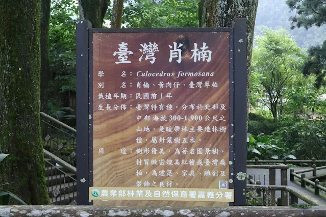 奮起湖老街 (阿里山國家風景區) - 百年肖楠木林