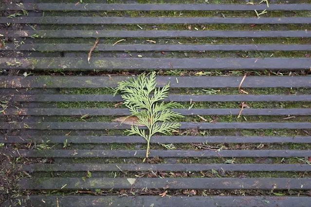 奮起湖老街 (阿里山國家風景區) - 百年肖楠木林