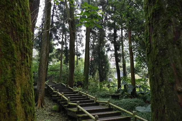 奮起湖老街 (阿里山國家風景區) - 百年肖楠木林