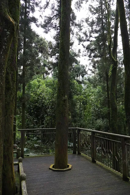 奮起湖老街 (阿里山國家風景區) - 百年肖楠木林