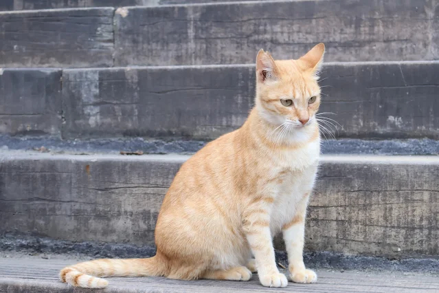 奮起湖老街 (阿里山國家風景區)  - 林鐵宿舍群 - 橘貓 - 虎斑貓