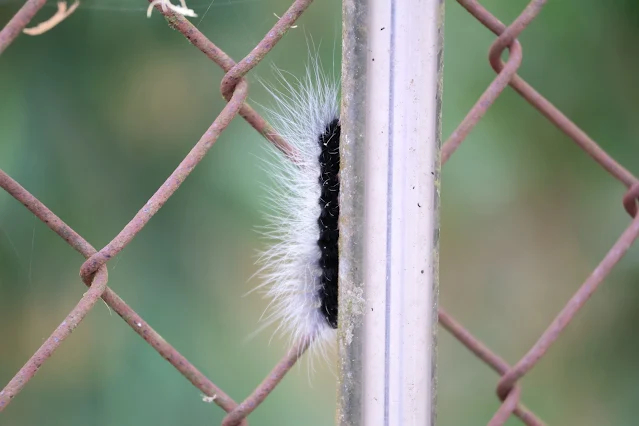 阿里山國家風景區 - 保安宮 - 毛毛蟲 - 巨網苔蛾