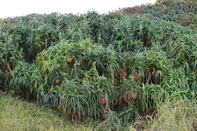 東北角暨宜蘭海岸國家風景區 - 鼻頭角步道 東北角暨宜蘭海岸國家風景區 - 鼻頭角步道