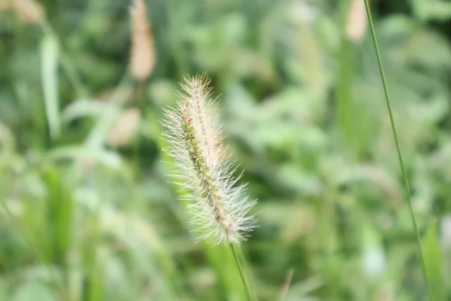 奮起湖老街 (阿里山國家風景區) - 狗尾草