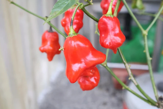 奮起湖老街 (阿里山國家風景區) - 風鈴辣椒