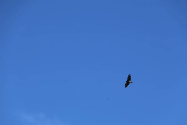 東北角暨宜蘭海岸國家風景區 - 深澳漁港 - 老鷹 東北角暨宜蘭海岸國家風景區 - 深澳漁港 - 老鷹