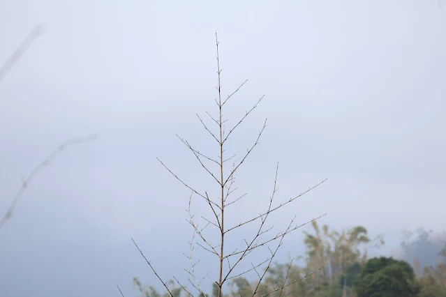 阿里山國家風景區 - 保安宮