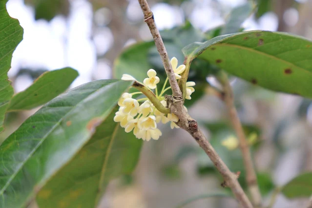 阿里山國家風景區 - 保安宮 - 桂花
