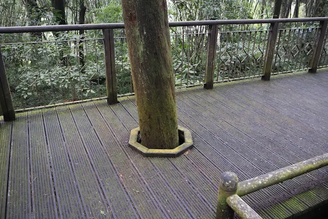 奮起湖老街 (阿里山國家風景區) - 百年肖楠木林