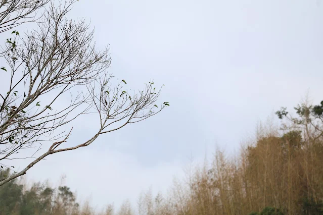 阿里山國家風景區 - 保安宮