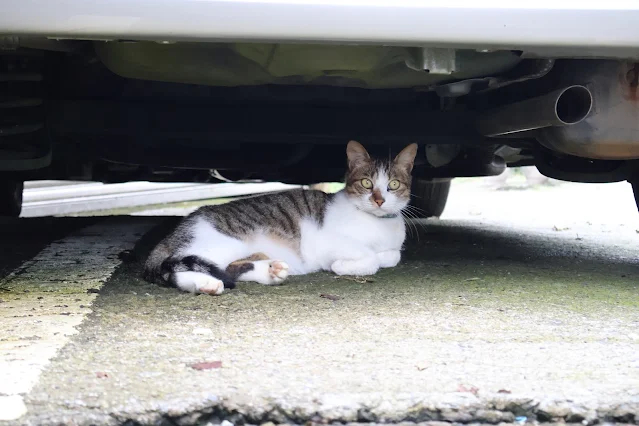 奮起湖老街 (阿里山國家風景區)  - 林鐵宿舍群 - 虎斑貓
