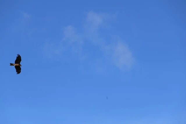 東北角暨宜蘭海岸國家風景區 - 深澳漁港 - 老鷹 東北角暨宜蘭海岸國家風景區 - 深澳漁港 - 老鷹