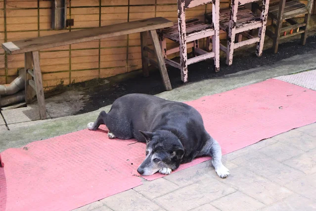 奮起湖老街 (阿里山國家風景區) - 狗