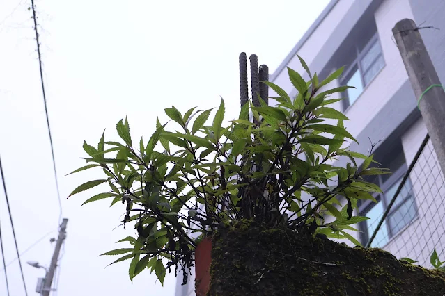 奮起湖老街 (阿里山國家風景區)