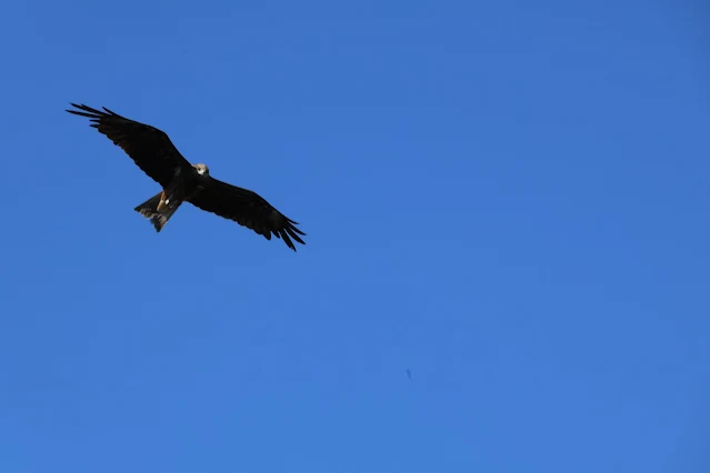 東北角暨宜蘭海岸國家風景區 - 深澳漁港 - 老鷹 東北角暨宜蘭海岸國家風景區 - 深澳漁港 - 老鷹