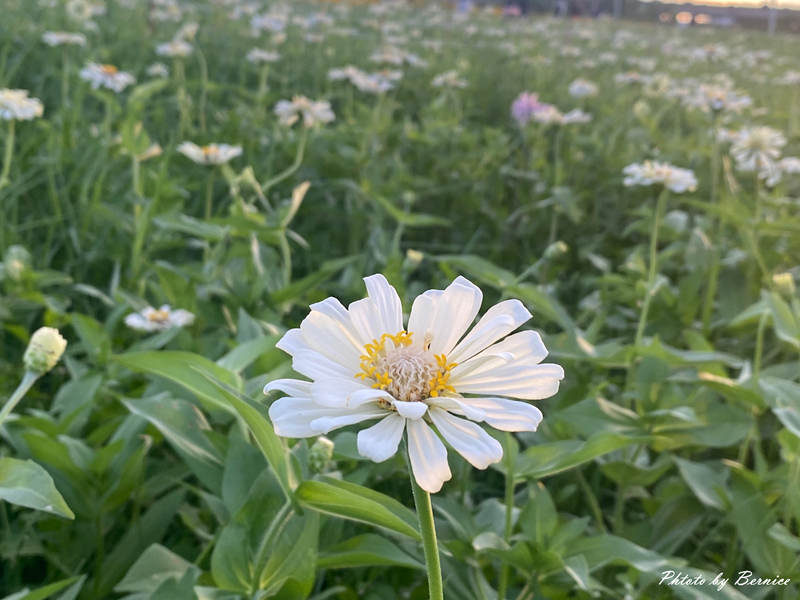 大佳河濱向日葵花海~悄悄綻放 熱情向陽 @Bernice的隨手筆記