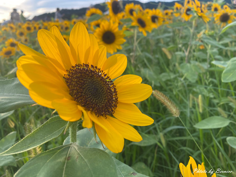 大佳河濱向日葵花海~悄悄綻放 熱情向陽 @Bernice的隨手筆記