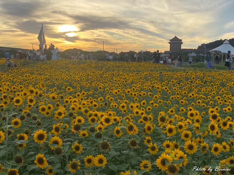 大佳河濱向日葵花海~悄悄綻放 熱情向陽 @Bernice的隨手筆記