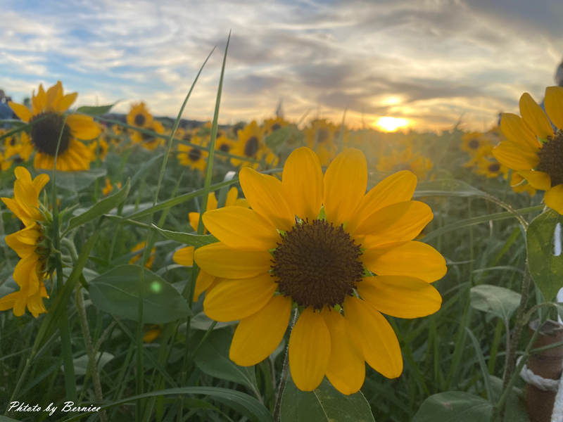 大佳河濱向日葵花海~悄悄綻放 熱情向陽 @Bernice的隨手筆記