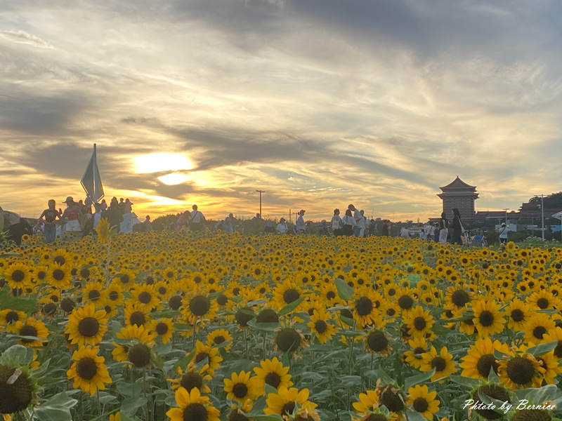 大佳河濱向日葵花海~悄悄綻放 熱情向陽 @Bernice的隨手筆記