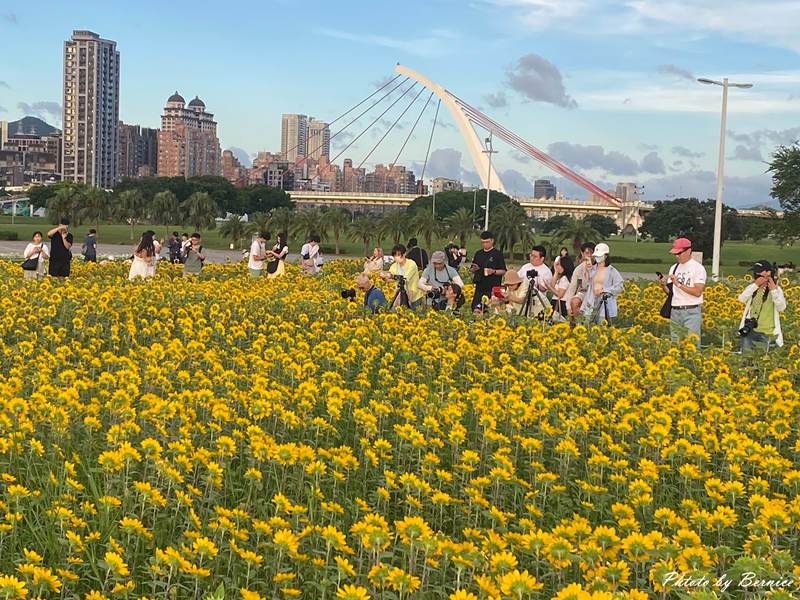 大佳河濱向日葵花海~悄悄綻放 熱情向陽 @Bernice的隨手筆記