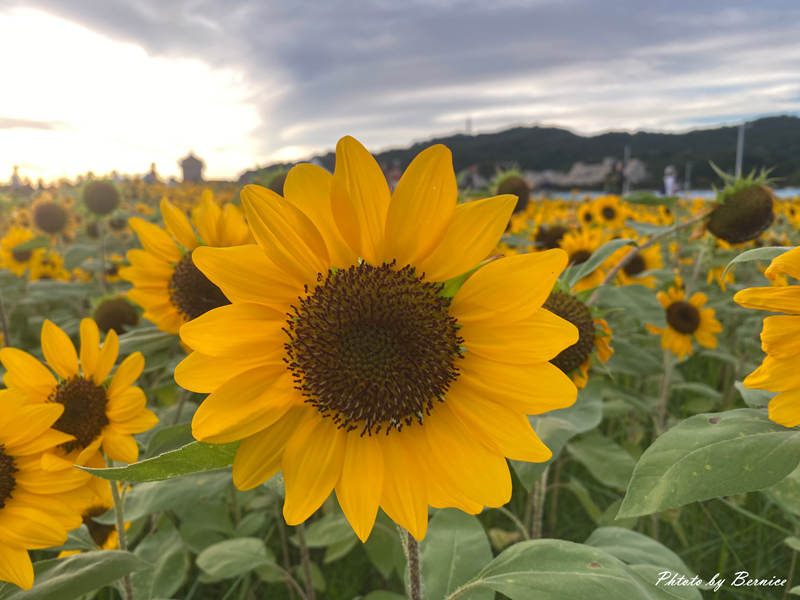 大佳河濱向日葵花海~悄悄綻放 熱情向陽 @Bernice的隨手筆記