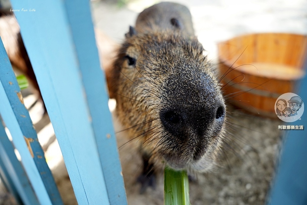 卡比胖拉出沒安平漁人碼頭!巨型水豚裝置 燈光秀超好拍,必訪台南景點攻略。