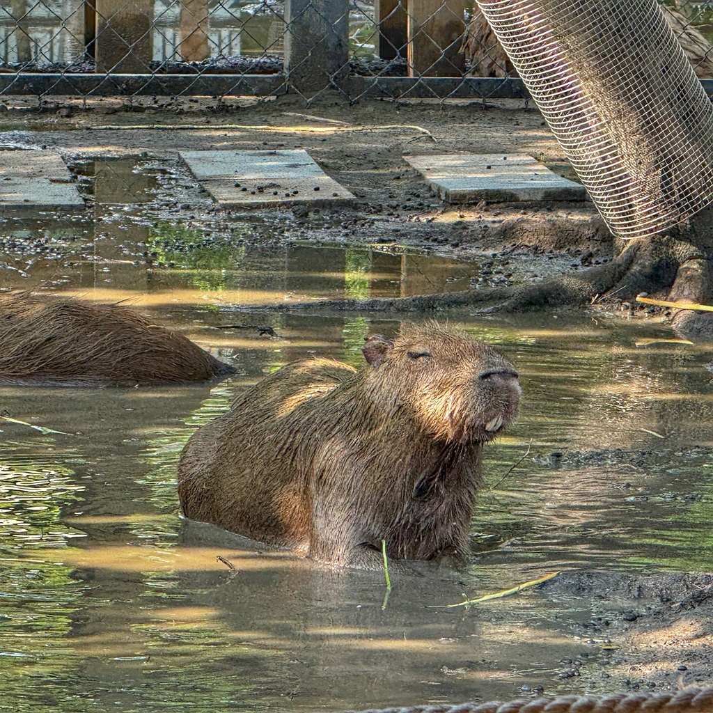 卡比胖拉出沒安平漁人碼頭!巨型水豚裝置 燈光秀超好拍,必訪台南景點攻略。