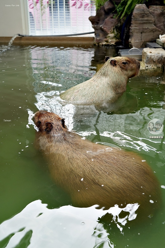 卡比胖拉出沒安平漁人碼頭!巨型水豚裝置 燈光秀超好拍,必訪台南景點攻略。