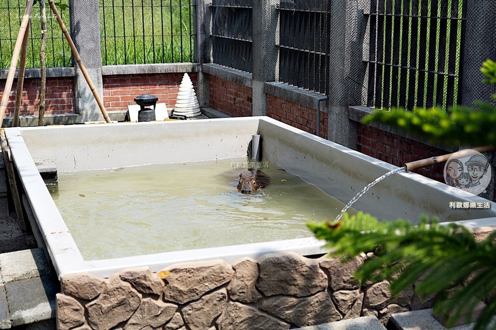 卡比胖拉出沒安平漁人碼頭!巨型水豚裝置 燈光秀超好拍,必訪台南景點攻略。